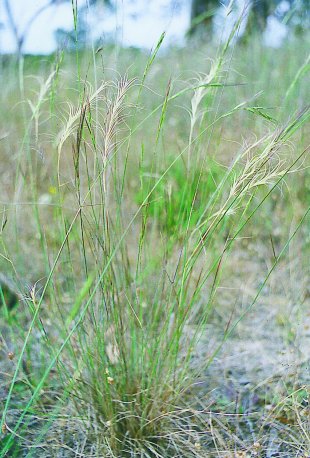 Wheatgrass