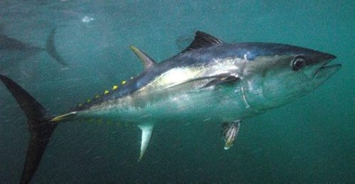 Image by David Muirhead Southern Bluefin Tuna. Image by David Muirhead.