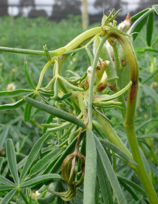 Figure 1 Infected lupin plant with stem lesions and shepherds crook symptom (Image: DAFWA) Lupin plant with a severely bent over stem and a orange/pink lesion