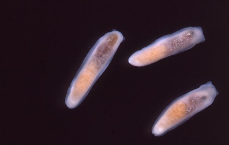 Three Smeagol hilaris under microscope (Photo: B. Rudman) X-ray image of three marine slugs