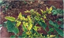 Figure 3. Leaf yellowing and chlorosis in tomatoes (Image: Joseph E Munyaneza, USDA-ARS) Tomatoes infected with Candidatus Liberibacter solanacearum showing leaf yellowing and chlorosis symptoms.