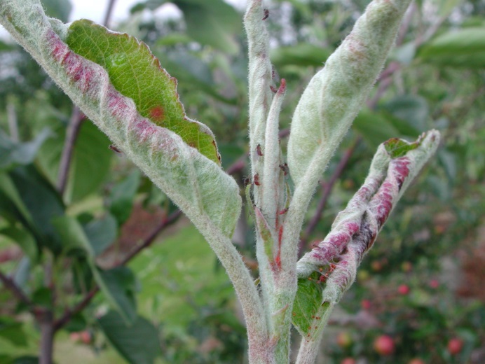 Figure 2 New growth on an apple tree affected by apple leaf curling midge (Image:Jerry Cross, East Malling Research) Apple leaves curled tightly upwards and the leaf edges are rolled together into distorted tubes