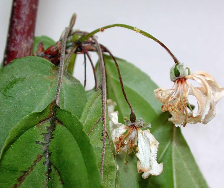 Figure 2. Fire blight in apple blossom and leaves (Image: K.D. Hickey, Cornell) Apple leaves and blossoms that have wilted and begun turning brown