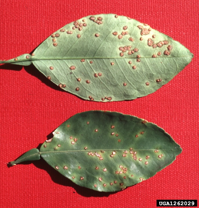 Figure 2. Citrus canker lesions on each surface of a leaf (Image: Timothy Schubert, Florida Department of Agriculture and Consumer Services) Two citrus leaves with orange spots on both sides of leaves