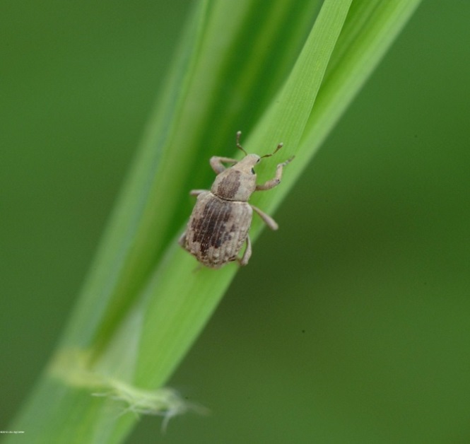 Figure 1. Rice water weevil adult (size 3-4 mm) (Image: J. Saichuk, Louisiana State University AgCentre) Close up image of a small brown and grey weevil on a green stem of a rice plant