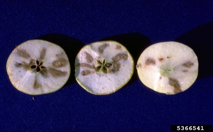 Figure 3. Internal damage to apple caused by apple maggot larvae (Image: H.J. Larsen, Bugwood.org) Cut slices of apple with brown/grey patches