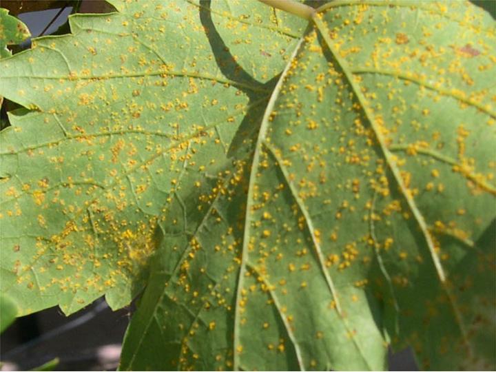 Figure 2. Grapevine leaf rust spores on the underside of a grape leaf (Image: Andrew M. Daly DPIFM, PaDIL) Green grape leaf withmany small yellow fungal spots on underside