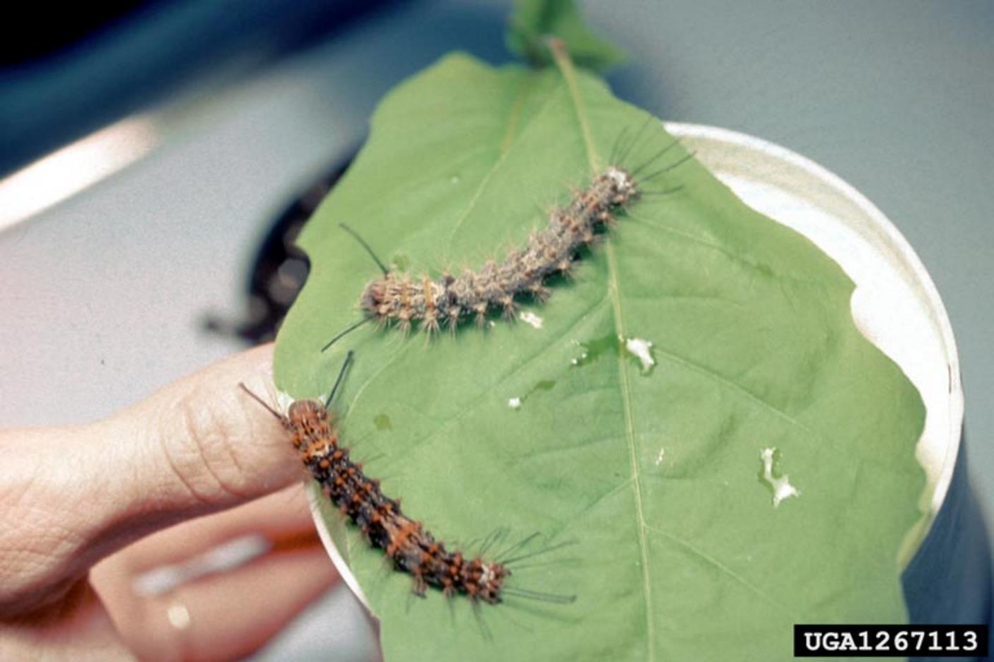 Figure 2. Pink gypsy moth larvae showing natural colour variation, double row of orange spots (lower) and transverse yellow bands (upper) (Image: USDA, APHIS PPQ, Bugwood.org) Two pink gypsy moth larvae on a leaf showing variation in colour from black and orange to grey and yellow