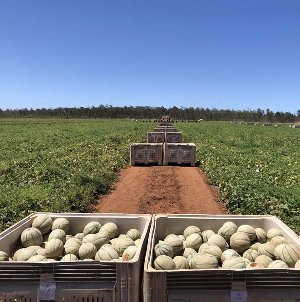 Rockmelon Farm