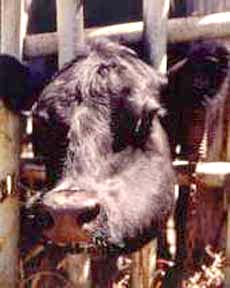 Swelling around the lower jawbones may occur with wooden tongue. The bottle jaw may be confused with lumpy jaw, but the swelling is much softer. Wooden tongue: swollen jaw