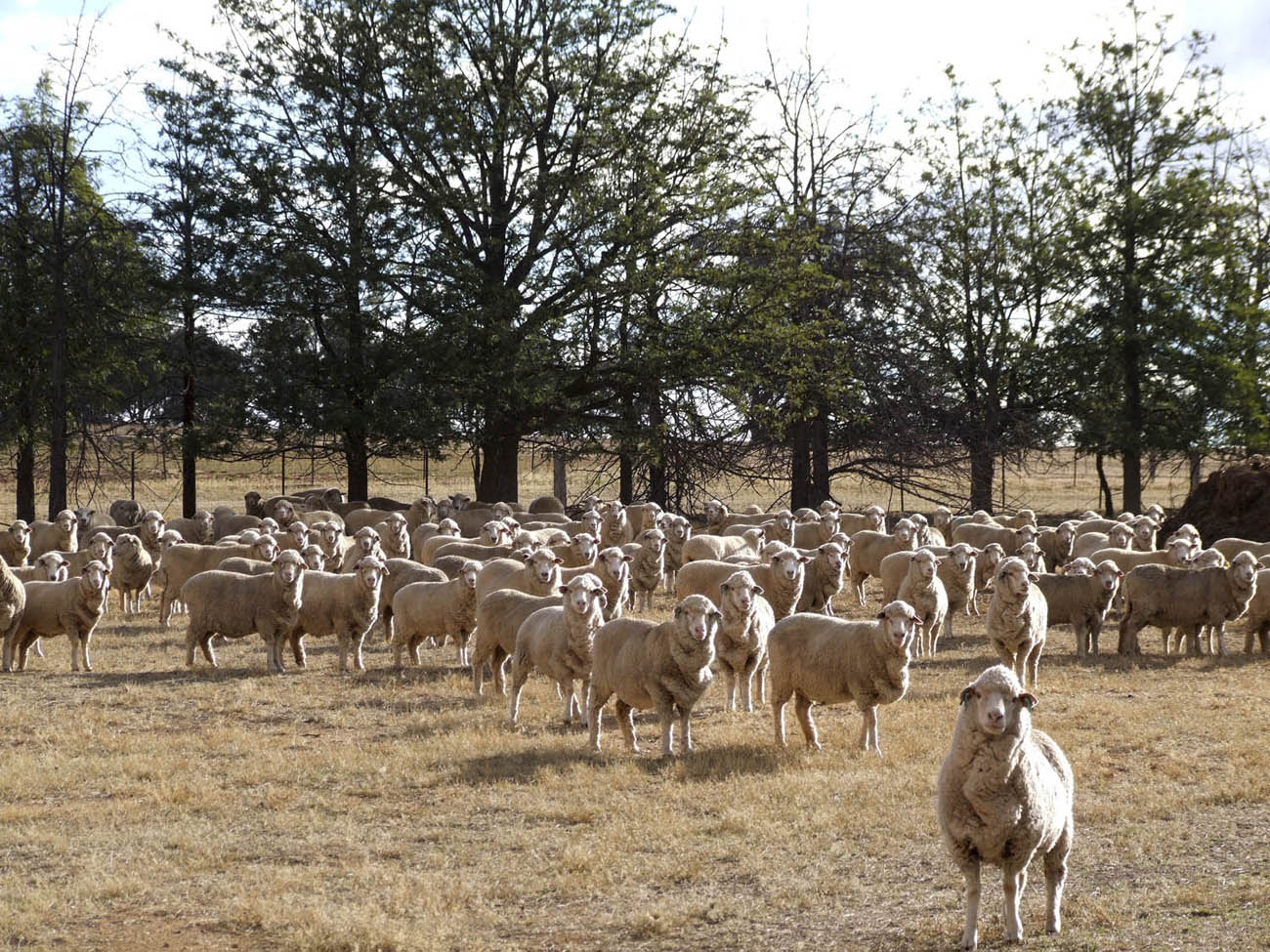 Sheep in a paddock