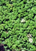Forage peanut