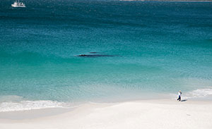 Southern Right whale and calf