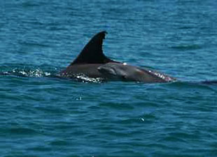 Dolphins
