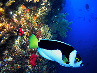 Ballina Angelfish