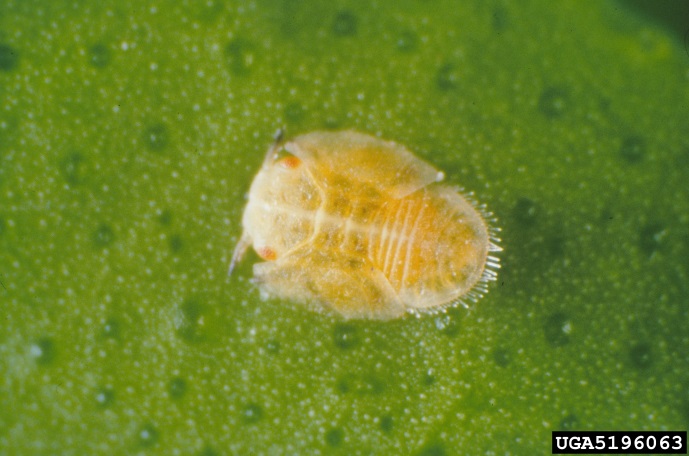 Figure 3. Asiatic citrus psyllid nymph (2 mm) (Image: Jeffrey W. Lotz, Florida Department of Agriculture and Consumer Services, Bugwood.org) Magnified image of a yellow psyllid nymph with orange eyes on a green leaf