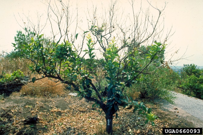 Figure 1. Symptoms of mal secco on a lemon tree (Image: G. Perrotta, Universita di Calabria, Bugwood.org) Lemon tree with top branches almost completely defoliated