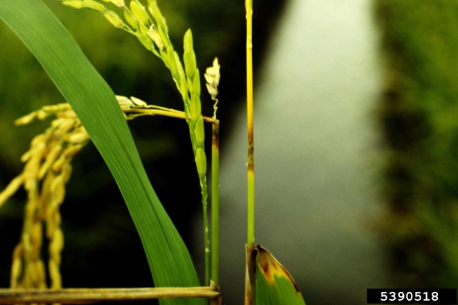 Rice stems with brown rotting patches in the middle of the stem