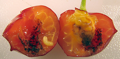Cherry cut in half revealing creamy maggot and blackened fruit interior