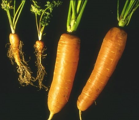 Figure 1 Carrot cyst nematode infested carrots (left) and healthy carrots (right) (Image: HYPPZ Encyclopaedia of European pests) Two small, unmarketable carrot cyst nematode infested carrot roots with an "bearded look" due to the abnormal profusion of rootlets, located on the left hand side of the image. Two healthy carrot tap roots without the abnormal profusion of rootlets are located on the right hand side of the image.