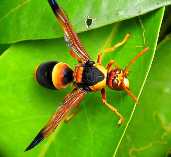 Abispa ephippium (Image: James Niland, Wikimedia) a yellow/orange coloured wasp with black markings on a bright green leaf