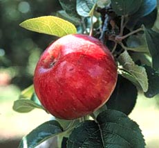 Somerset Redstreak