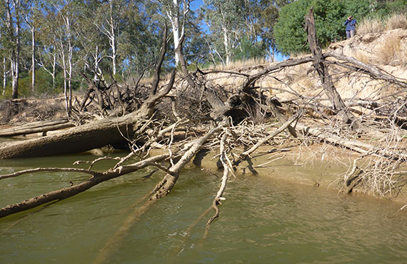 Snags are important habitat for Murray Crayfish (Photo: M. Antico) Image credit Maryrose Antico