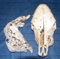 The photo shows a skull and one side of the grossly enlarged lower jaw of an animal
that was euthanased because of a very severe case of lumpy jaw. The activity of the bacteria eats the bone away. The ‘lumps’ are a result of the interaction of the bacteria dissolving the bone, and the bone trying to repair itself, leaving a ‘honeycomb’ effect. Under no circumstances should an animal
be left untreated until the disease becomes this severe.
Wooden tongue: skulls