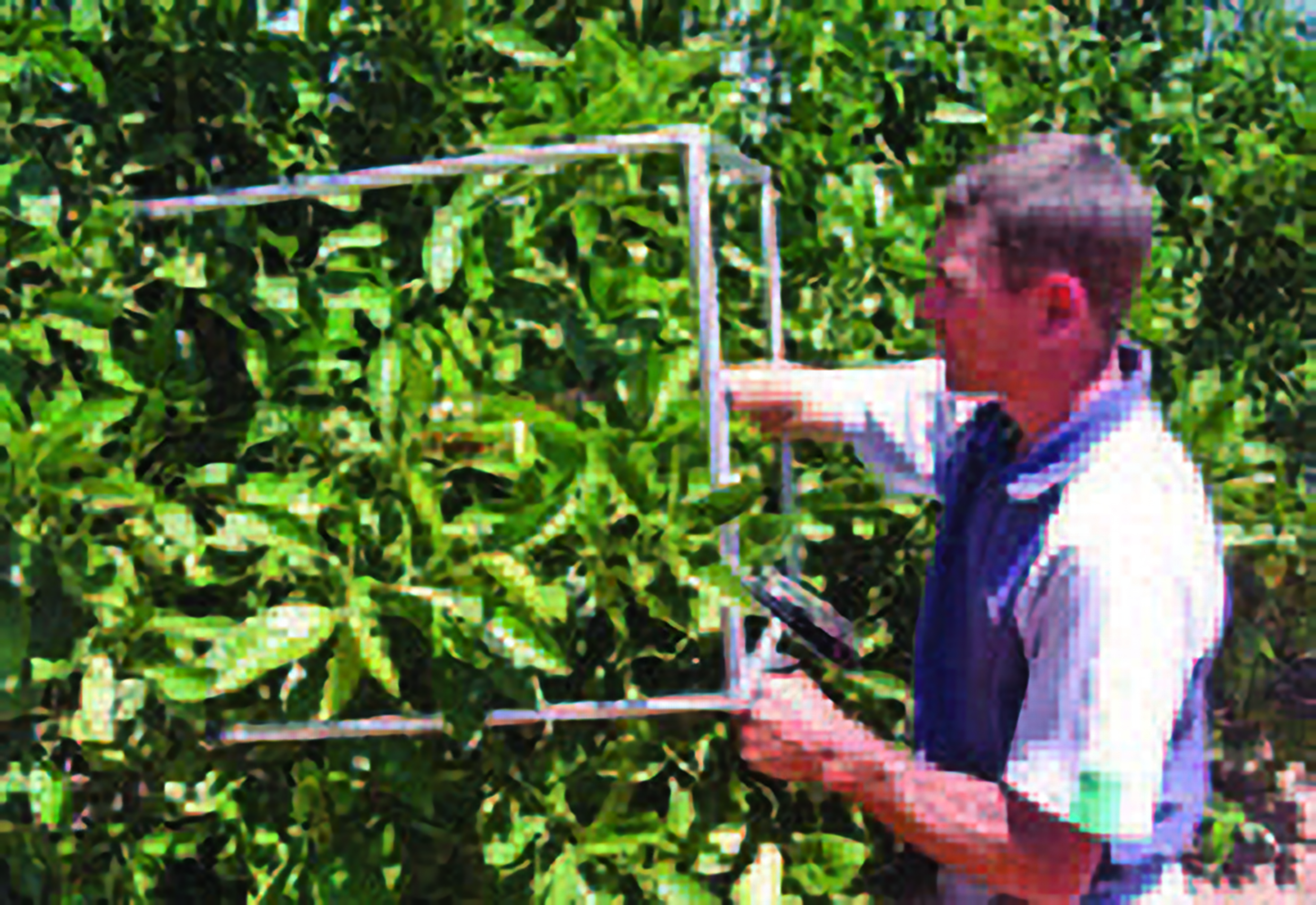 Figure 4. A frame inserted into the tree canopy. Brush your hand around the canopy to help you see and feel the fruit hiding behind leaves.