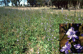 Chicory in flower