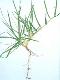 Kikuyu