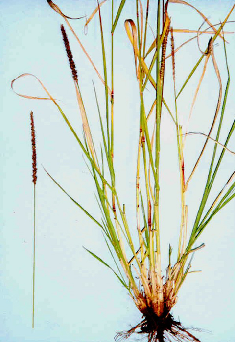 Purple pigeon grass