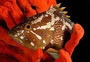 Maori Cod