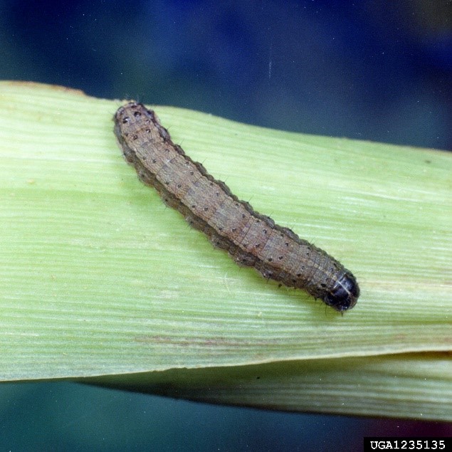 Figure 3 Large fall armyworm caterpillar (Image: Clemson University, USDA Cooperative Extension Slide Series, Bugwood.org) A green leaf with a long thin caterpillar on the leaf surface. The caterpillar is light brown with whitish stripes and a very dark brown head