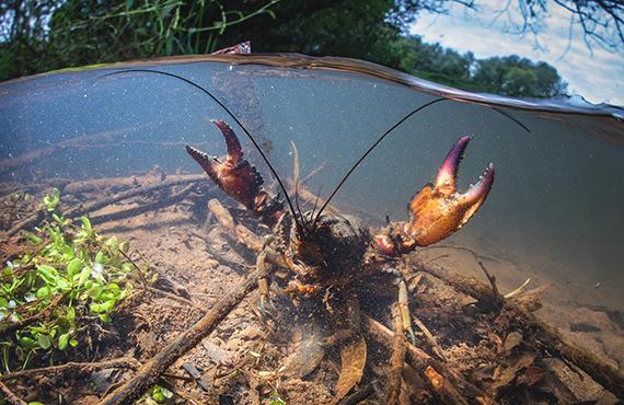 A Fitzroy Falls Spiny Crayfish (Photo: A. Pike) Euastacus dharawalus (Fitzroy Falls Spiny Crayfish (Photo by Alex Pike)