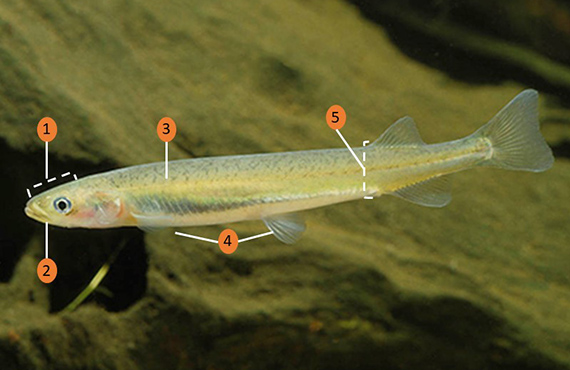 How to identify a Flathead Galaxias