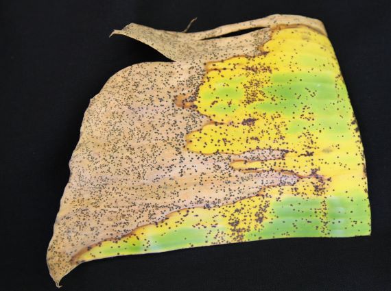 Figure 2 Banana freckle infected banana leaf (Image: Jose Liberato, Northern Territory Department of Primary Industry and Fisheries) Section of banana leaf with large patch that has browned with yellow margins. Whole leaf is covered in brown fungal spots