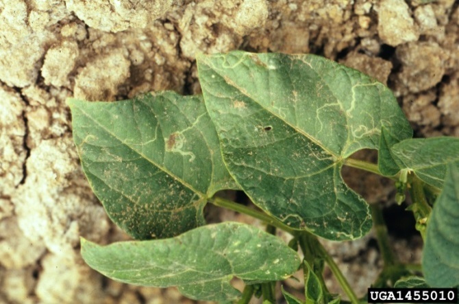 Figure 4 Mining damage caused by L. sativae larvae in common bean (Image: Whitney Cranshaw, Colorado State University, Bugwood.org) Leaves of a bean plant with meandering tunnelling patterns