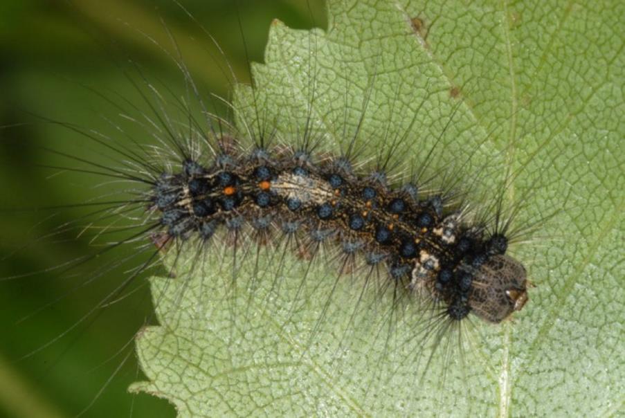Mature nun moth larva on a leaf. Larva has long hairs protruding all over the body. Top of larva shows a double row of blue dots running the length of the body and two central orange dots at the tail end.