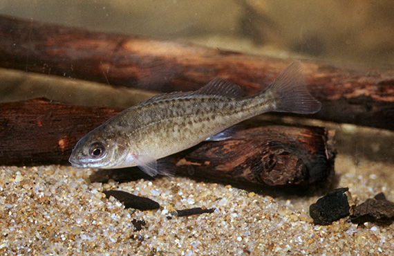 A juvenile Silver Perch (Photo: D. Gilligan) A juvenile Silver Perch (Photo: D. Gilligan)