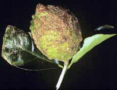 Citrus scab