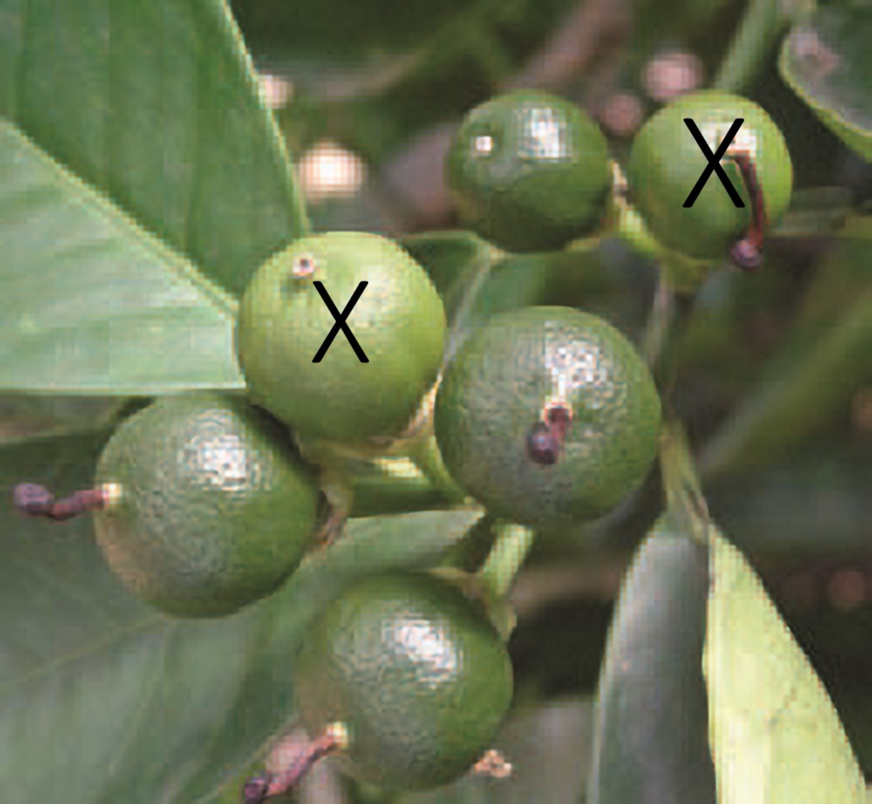 Figure 5. Counting fruit at the end of the first fruit drop period (fruit size between 10&ndash;15 mm). Only 4 fruit are counted in this sample as the remaining 2 fruit are light coloured and will probably drop.