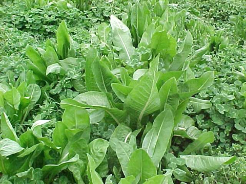Chicory