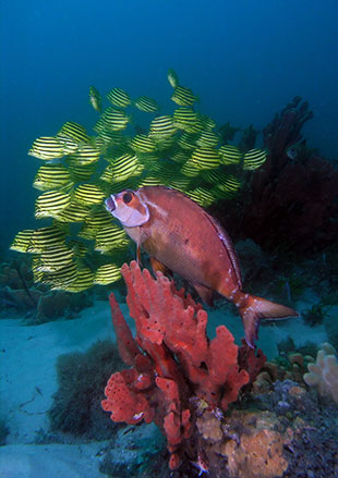 Red Morwong