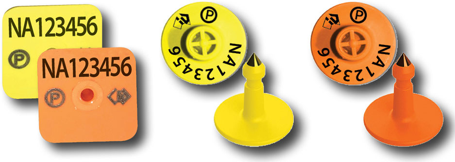 All NLIS tags for pigs must include the NLIS logo, a letter &lsquo;P&rsquo; inside a circle and your PIC.