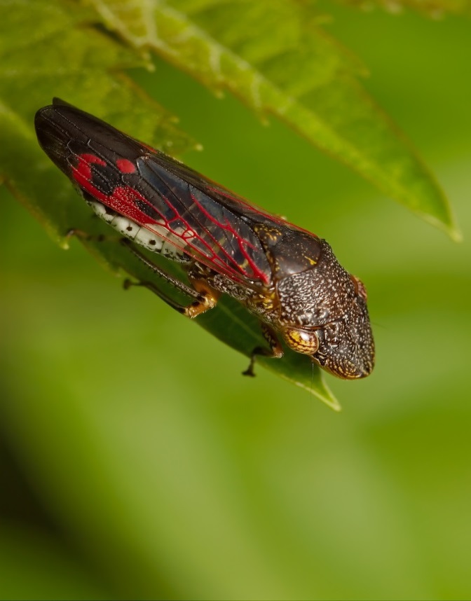An adult glassy winged sharpshooter on a leaf showing black/brown head, clear wings with distinct red patterning and white colour of lower abdomen
