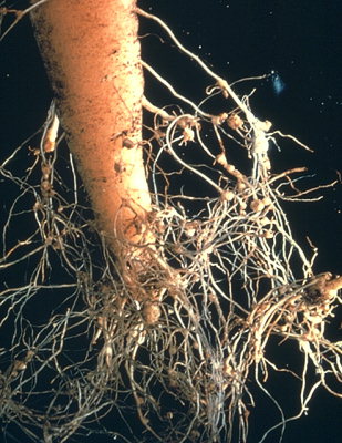 Figure 2 Carrot cyst nematode cysts (the small brown balls) on infested carrot roots (Image: HYPPZ Encyclopaedia of European pests) Carrot root with a "bearded look" due to a profusion of rootlets from the main tap root and brown carrot cyst nematode cysts (the small brown balls) located on the infested carrot rootlets.