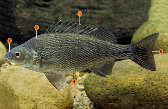 How to identify a Silver Perch How to identify a Silver Perch