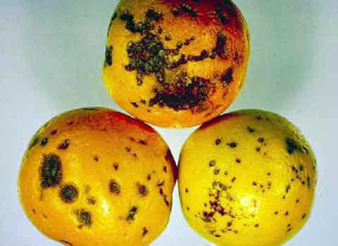 Black spot