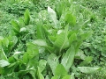 Chicory